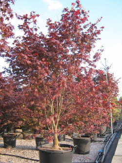 erable-du-japon-pourpre-bloodgood-acer-palmatum-bloodgood-2.jpg