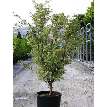 ACER palmatum BUTTERFLY En pot de 15-20 litres buisson hauteur 100-125 cm