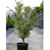 ACER palmatum BUTTERFLY En pot de 15-20 litres buisson hauteur 100-125 cm