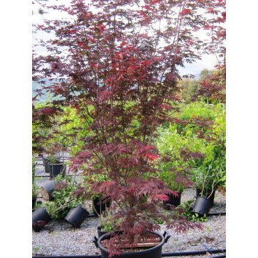 ACER palmatum DISSECTUM TROMPENBURG (Érable du Japon)