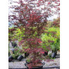 ACER palmatum DISSECTUM TROMPENBURG (Érable du Japon)