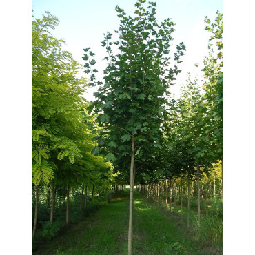 ACER platanoides (Érable plane)