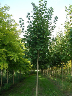 erable-plane-acer-platanoides-3.jpg