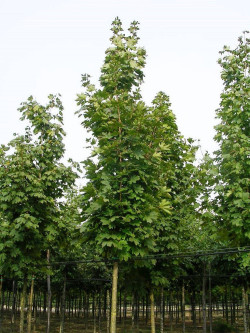 erable-plane-fastigie-acer-platanoides-columnare-4.jpg