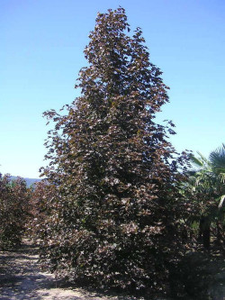 ACER platanoides CRIMSON KING