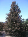 erable-plane-pourpre-crimson-king-acer-platanoides-crimson-king-2.jpg