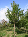 erable-sycomore-acer-pseudoplatanus-5.jpg
