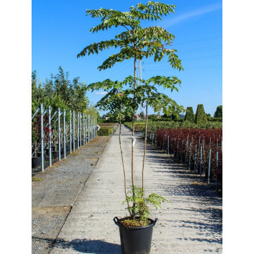 ARALIA elata En pot de 35-50 litres buisson hauteur 150-175 cm