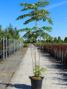 aralie-du-japon-aralia-elata-6.jpg