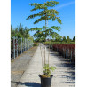 ARALIA elata En pot de 35-50 litres buisson hauteur 150-175 cm