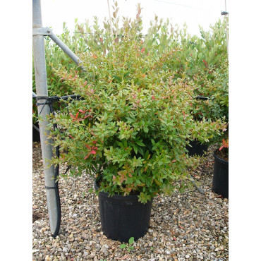BERBERIS julianae En pot de 15-20 litres buisson hauteur 100-125 cm