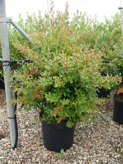 BERBERIS julianae En pot de 15-20 litres buisson hauteur 100-125 cm
