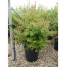 BERBERIS julianae En pot de 15-20 litres