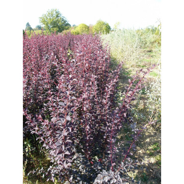 BERBERIS ottawensis AURICOMA (Épine vinette)