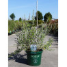 BUDDLEIA alternifolia (Arbre aux papillons à feuilles alternes) En pot de 10-12 litres forme buisson