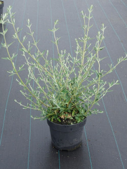 BUDDLEIA alternifolia En pot de 4-5 litres buisson hauteur 040-060 cm
