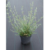 BUDDLEIA alternifolia En pot de 4-5 litres buisson hauteur 040-060 cm