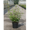 CEANOTHUS delilianus GLOIRE DE VERSAILLES (Céanothe) En pot de 3-4 litres forme buisson