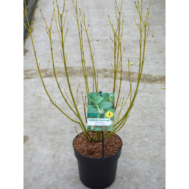 CORNUS sericea FLAVIRAMEA (Cornouiller stolonifère à bois jaune) En pot de 4-5 litres forme buisson