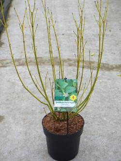 CORNUS sericea FLAVIRAMEA En pot de 4-5 litres buisson hauteur 040-060 cm