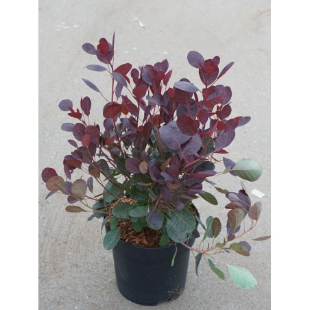 COTINUS coggygria LILLA cov (Arbre à perruque)