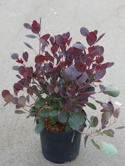 COTINUS coggygria LILLA En pot de 3-4 litres buisson hauteur 040-060 cm