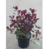 COTINUS coggygria LILLA cov (Arbre à perruque) En pot de 4-5 litres forme buisson