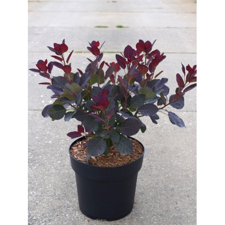 COTINUS coggygria ROYAL PURPLE (Arbre à perruque)