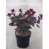 COTINUS coggygria ROYAL PURPLE (Arbre à perruque) En pot de 4-5 litres forme buisson