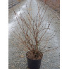 DEUTZIA hybrida MONT ROSE En pot de 10-12 litres