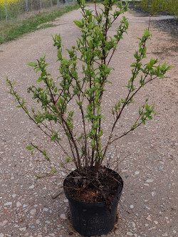 DEUTZIA TOURBILLON ROUGE En pot de 7-10 litres buisson hauteur 060-080 cm