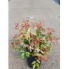 LEUCOTHOE fontanesiana RAINBOW (Leucothoé) En pot de 7-10 litres forme buisson