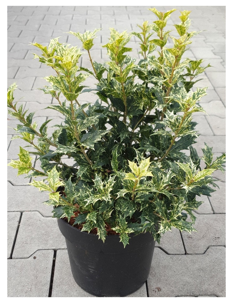 OSMANTHUS heterophyllus TRICOLOR ou GOSHIKI (Osmanthe à feuilles de houx Tricolore)