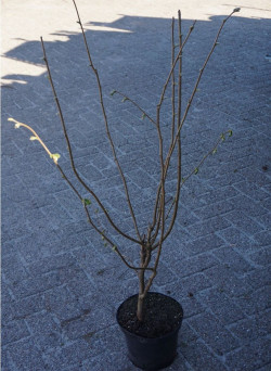 CORYLUS avellana En pot de 3-4 litres buisson hauteur 060-080 cm