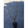 CORYLUS avellana (Noisetier commun) En pot de 5 litres forme buisson