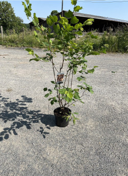 CORYLUS avellana En pot de 10-12 litres buisson hauteur 080-100 cm