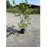 CORYLUS avellana (Noisetier commun) En pot de 10 litres forme buisson