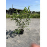 CORYLUS avellana (Noisetier commun) En pot de 15 litres forme buisson