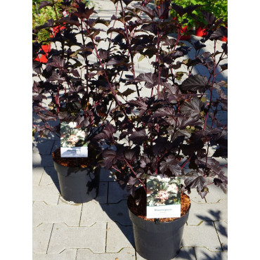 PHYSOCARPUS opulifolius DIABOLO® (Physocarpus à feuilles d'Obier) En pot de 4-5 litres forme buisson