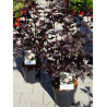 PHYSOCARPUS opulifolius DIABOLO® (Physocarpus à feuilles d'Obier) En pot de 4-5 litres forme buisson