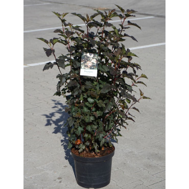 PHYSOCARPUS opulifolius DIABOLO® (Physocarpus à feuilles d'Obier) En pot de 10-12 litres forme buisson