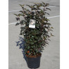 PHYSOCARPUS opulifolius DIABOLO® (Physocarpus à feuilles d'Obier) En pot de 10-12 litres forme buisson