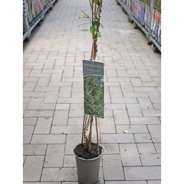 POLYGONUM aubertii (Renouée d'Aubert) En pot de 4-5 litres