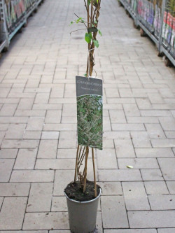POLYGONUM aubertii En pot de 4-5 litres