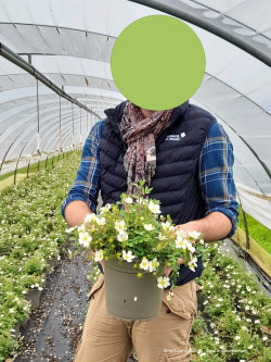 POTENTILLA fruticosa ABBOTSWOOD En pot de 4-5 litres