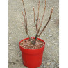 CASSISSIER (Ribes Nigrum) En pot de 4-5 litres forme buisson