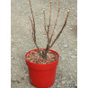 CASSISSIER (Ribes Nigrum) En pot de 4-5 litres forme buisson