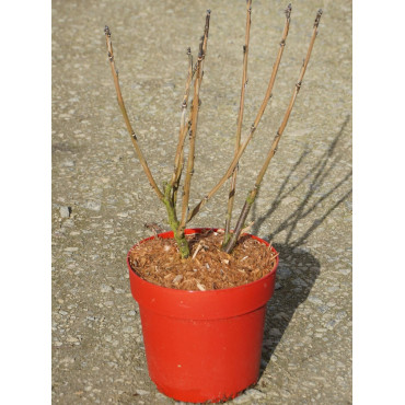 GROSEILLIER À GRAPPES (Ribes rubrum) En pot de 4-5 litres forme buisson