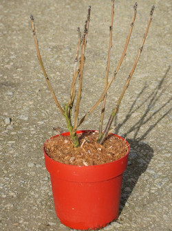 GROSEILLIER À GRAPPES En pot de 4-5 litres