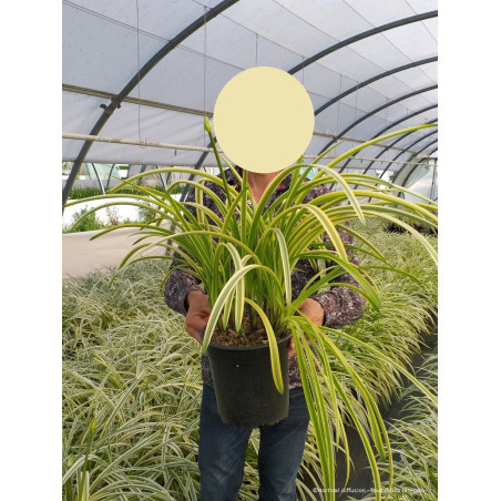 AGAPANTHUS SILVER MOON® (Agapanthe, fleur de l'amour)